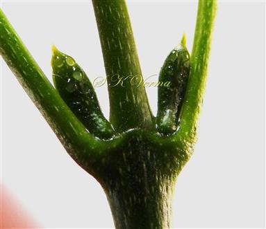  Prophylls